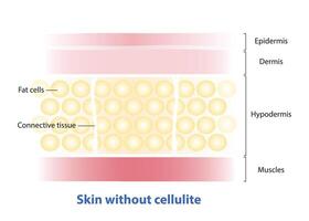 Formation of skin without cellulite illustration isolated on white background. Cross section of skin smooth without cellulite, fatty deposits and regular texture. Skin care and beauty concept. vector