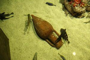 Parasalmo mykiss fish hides from other fish. Different types of fish in the aquarium photo