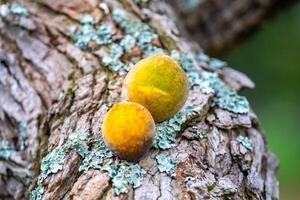 Curriola Pouteria ramiflora wild fruit from the Brazilian cerrado biome photo