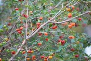 Pitanga fruits Eugenia uniflora,on the tree and blurred background photo