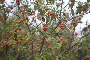 Pitanga fruits Eugenia uniflora,on the tree and blurred background photo