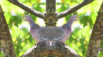 Fun and creative work of a wild dove in a bold and different with mirror images video
