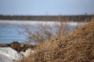 Dry grass at Lake Storsjon in Jamtland, Sweden in winter photo