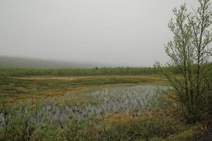 Bog at Nikkaluokta in Sweden on a rainy day photo