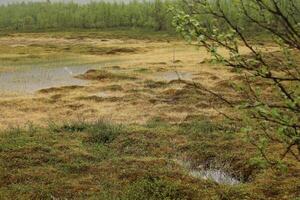Bog at Nikkaluokta in Sweden on a rainy day photo