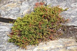 Empetrum nigrum, the crowberry, growing between stone photo