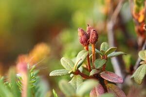Close-up of Rhododendron lapponicum Lapland rosebay with fruits photo