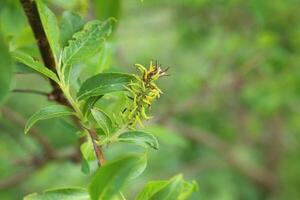 Catkin of Salix myrsinifolia, the myrsine-leaved willow photo