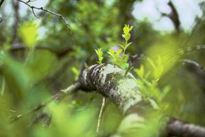 Sprouts of Salix myrsinifolia, the myrsine-leaved willow, growing from a fallen tree photo