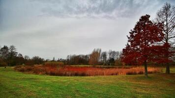 Small pond in Florapark in Magdeburg, Germany photo