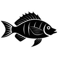 Hogfish Fish Silhouette Silhouetted on White Background vector