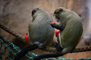 Two De Brazzas monkeys Cercopithecus neglectus eating tomatoes, sitting on a rope photo