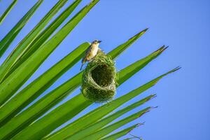 A Glimpse of Tropical Bird Life and Creativity photo