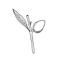 Hand-drawn Almond twig with leaves and nut on white Background. Botanical hand-drawn illustration on white. Prunus dulcis. Prunus amygdalus. vector