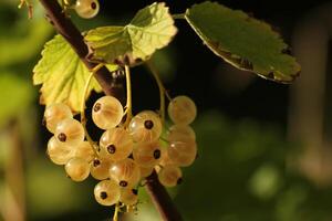 Currants on white currant bush Ribes rubrum. photo