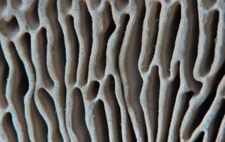Close-Up of the labyrith hymenium of an oak mazegill Daedalea quercina photo