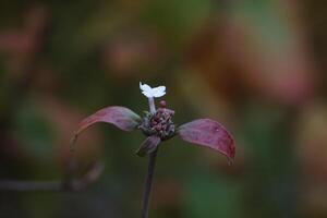 Blossoms of a Viburnu species in autumn photo