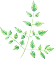 Branch Leaves that were drawn and painted by hand in watercolor fine art style png