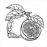 Lemon composition. Hand drawn illustration of whole fruit and it's half isolated on white background. Bundle with outline drawing of citrus. Sketch in line art style painted by black inks. vector