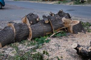 Deforestation. Forest degradation On a wonderful day with a positive attitude. New construction of wooden houses. Stumps in the forest. Eco concept. photo