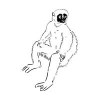 seated Madagascar semi-monkey sifaki sketch vector