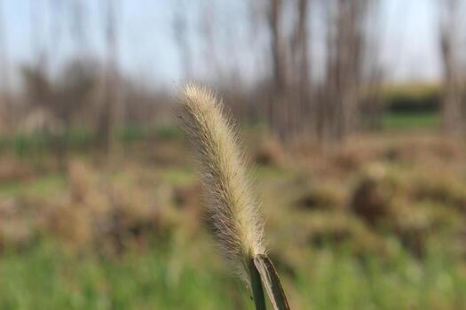 Close-up of a single foxtail grass head, displaying a fuzzy, elongated structure with light yellow tones.. photo