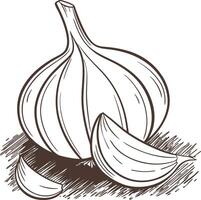 Garlic line art illustration vector