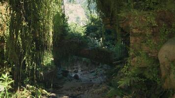 A serene forest stream surrounded by vibrant greenery. mountain path video