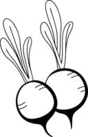 Two turnips on a white background coloring page vector