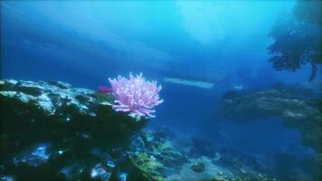 An underwater view of a coral reef with a scuba boat in the background video
