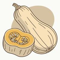 A squash and a half of it are shown vector