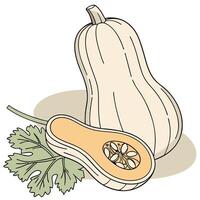 Butternut squash and parsley vector