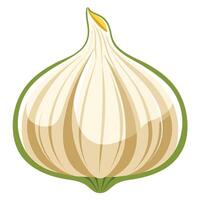 A garlic on white background vector