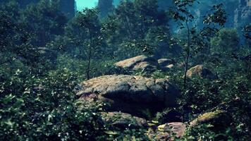 A rock in the middle of a forest video