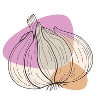 A drawing of a garlic bulb on a white background vector