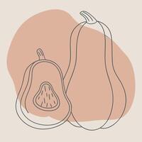 A drawing of a squash and a pumpkin vector
