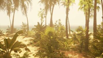 un ver de un playa con palma arboles y el Oceano en el antecedentes video