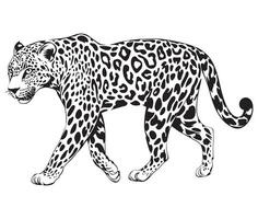 Elegant Wild Cat Drawing vector