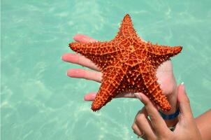 A person holding a starfish in the ocean photo
