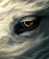 Close-up view of a horse's eye showcasing its beauty photo