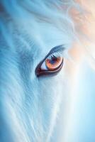 Close-up of a white horse's eye reflecting golden light photo