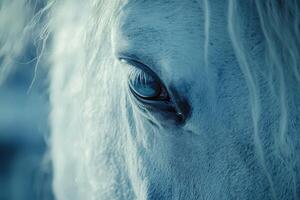 Close up of a white horse's eye in soft light photo
