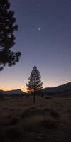 A lone tree stands in the middle of a field at dusk photo