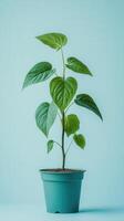 A small plant in a pot on a blue background photo