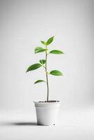A small plant in a white pot on a white background photo
