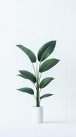 A potted plant in a white pot on a white background photo