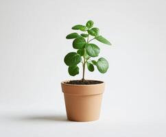 A small plant in a pot on a white background photo
