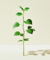 A plant with green leaves on a table photo