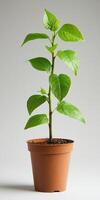 A small plant in a pot on a white background photo
