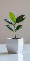 A small plant in a white ceramic pot photo